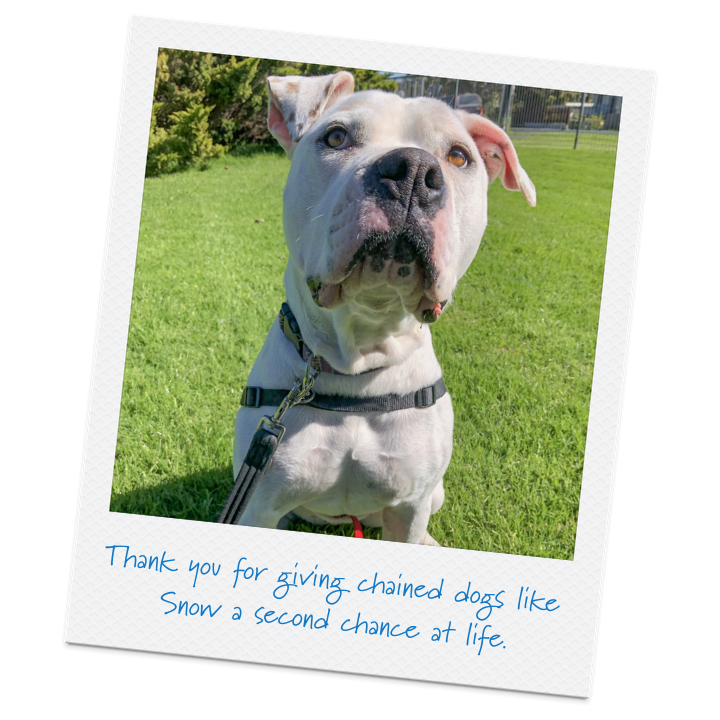 SPCA | Thank You