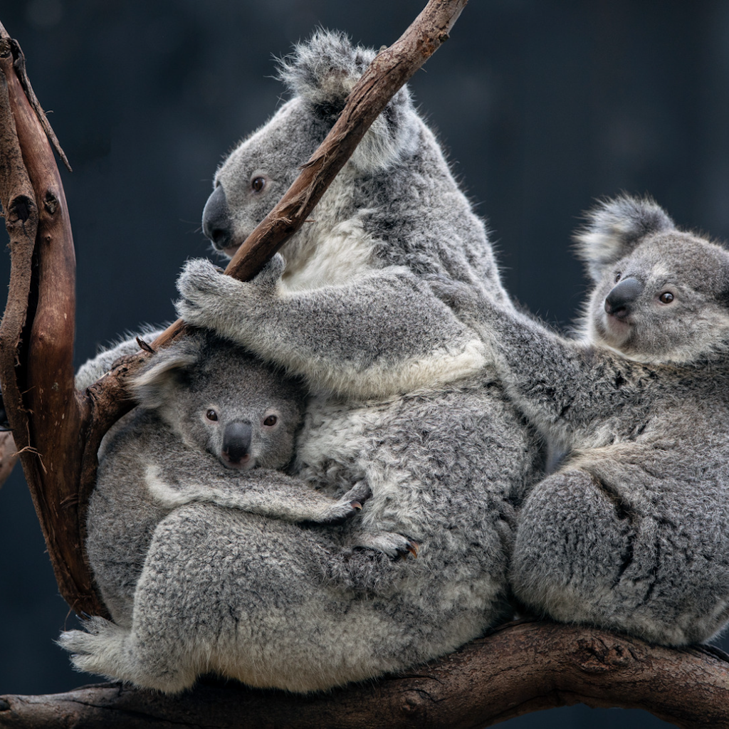 Adopt a koala