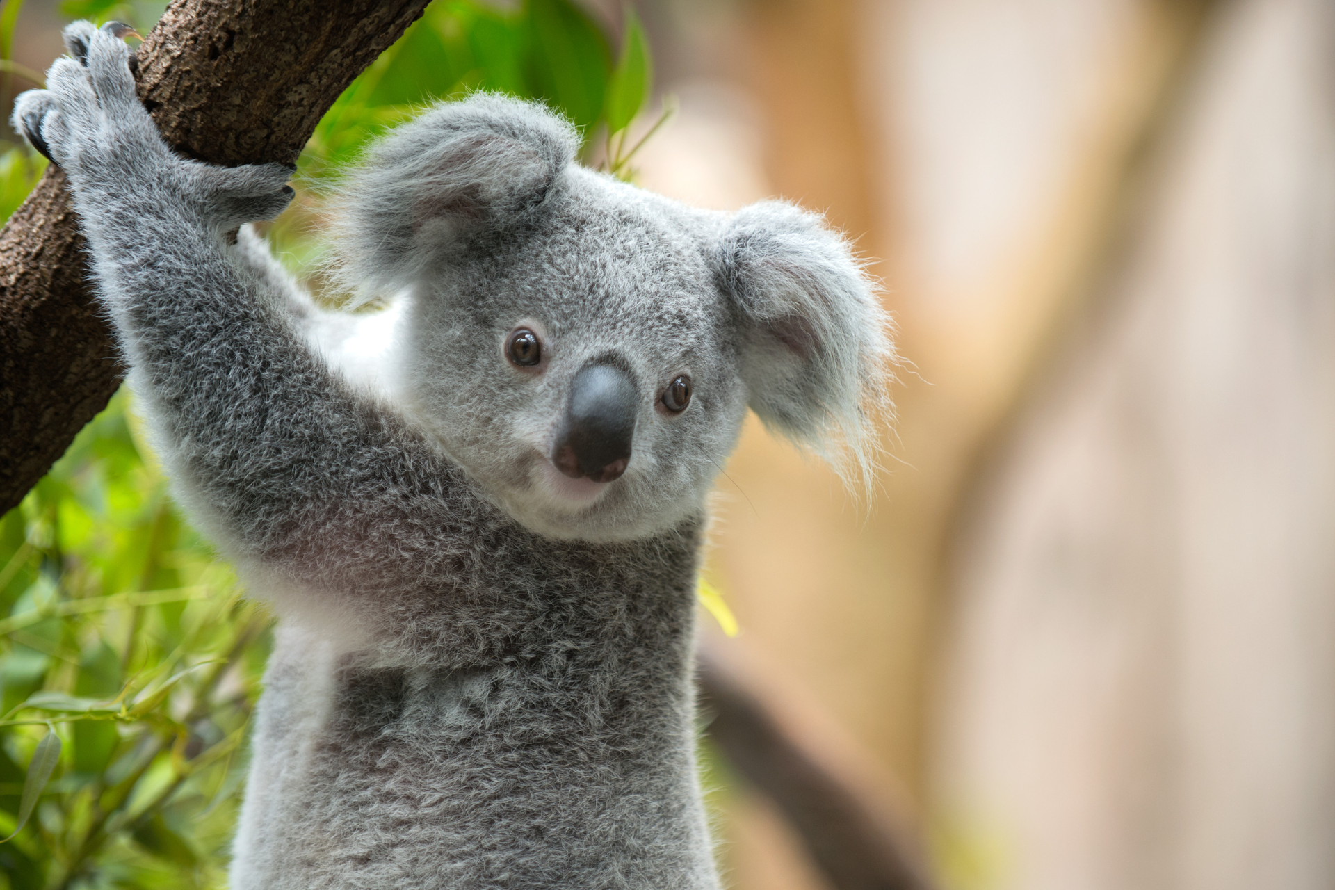 Adopt a koala