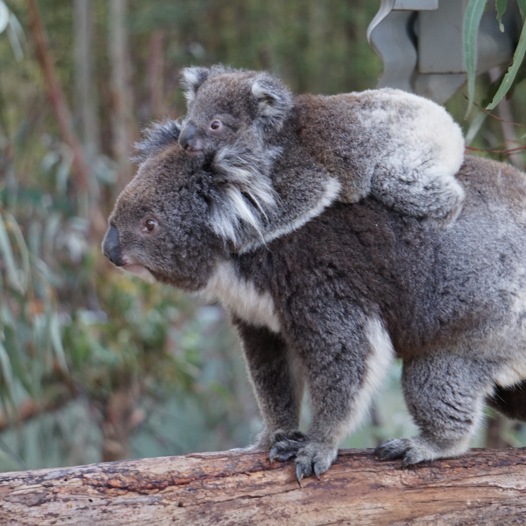 Adopt a koala