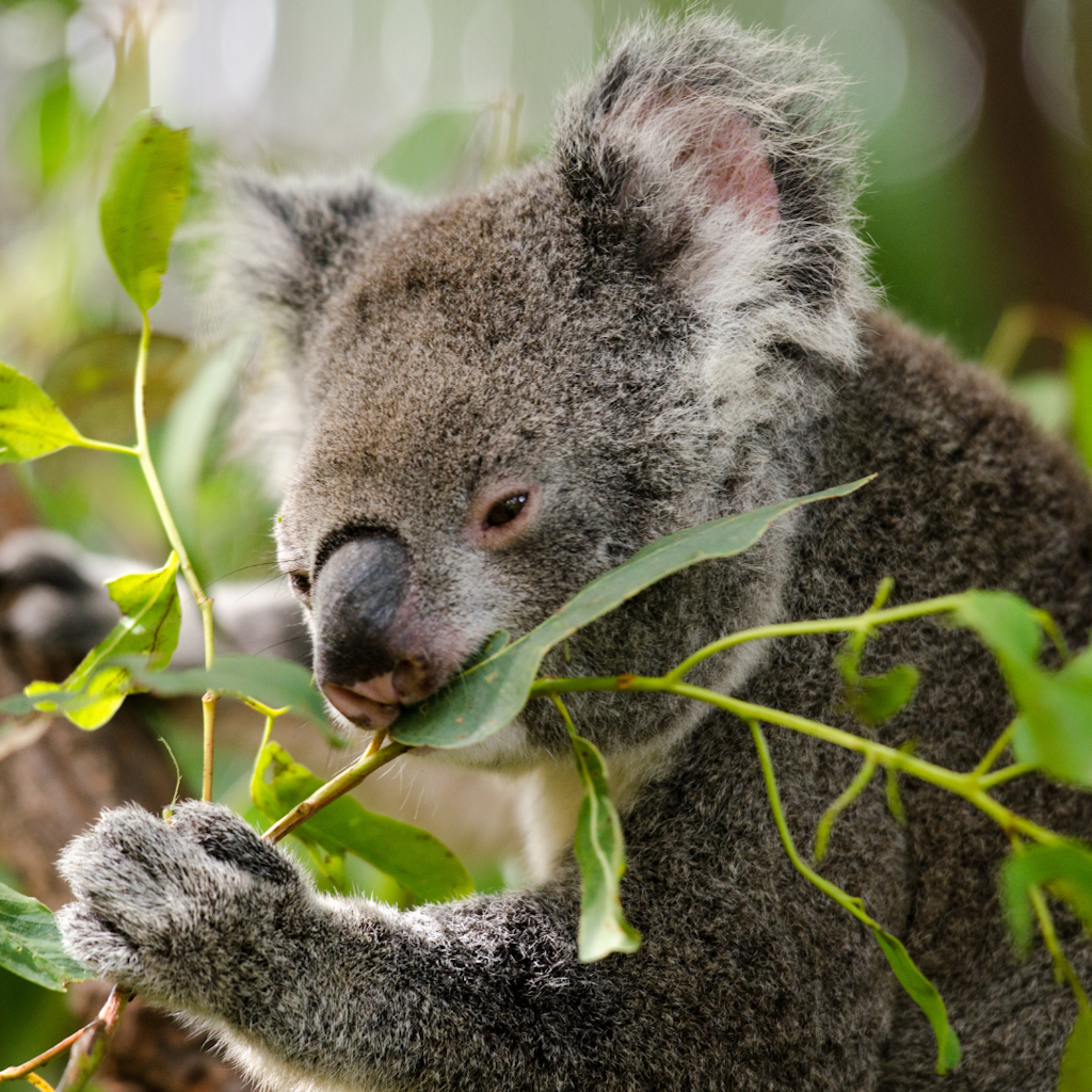 Adopt a koala