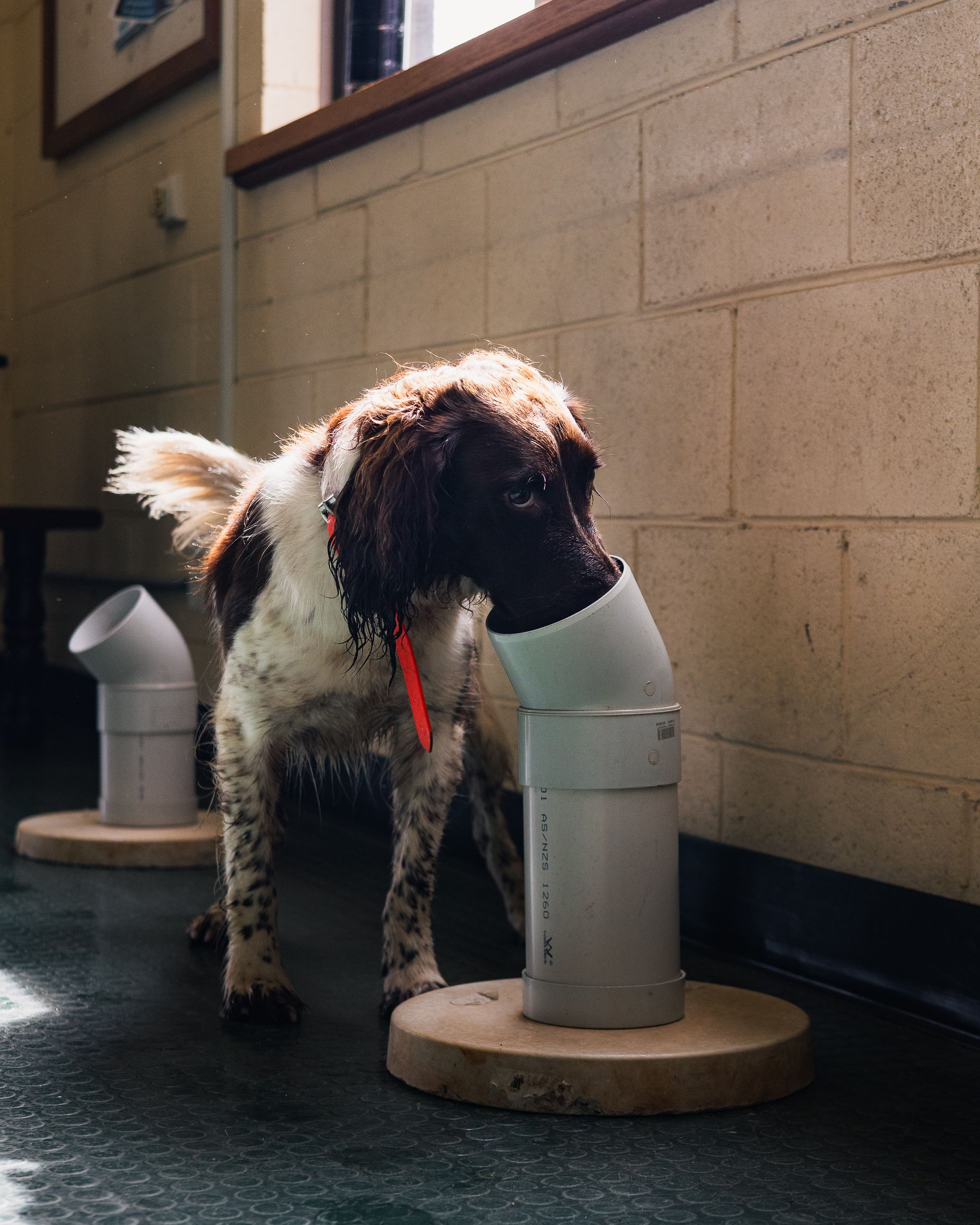 “Green Card” Biosecurity Training – Blue Mountains Pilot