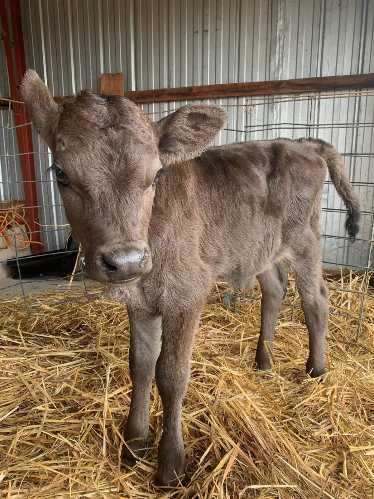 Calf Rescue