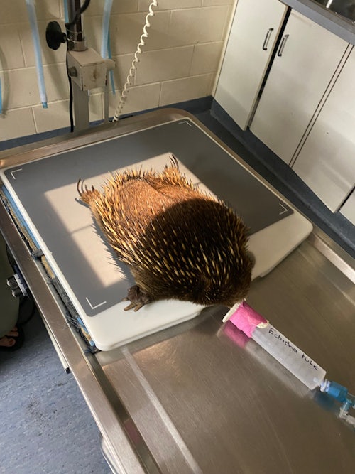 Funds fuel for a trip to a specialist wildlife vet (located a two hour drive away!)