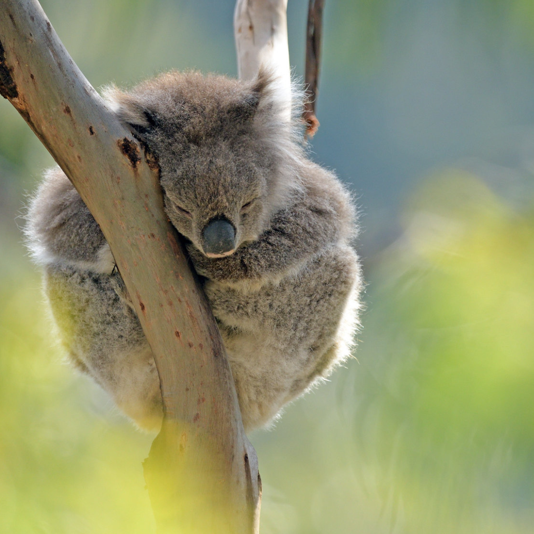 Foundation for National Parks & Wildlife Donation
