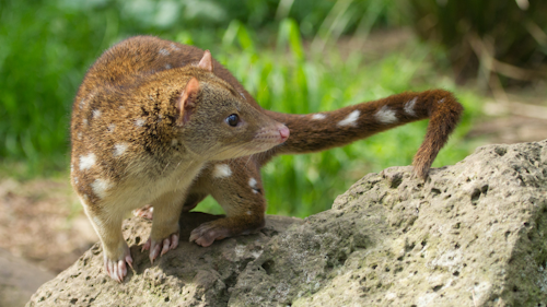 Support research into biodiversity and conservation in the Daintree.