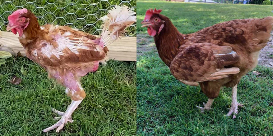 'Til The Cows Come Home Hen Rescue