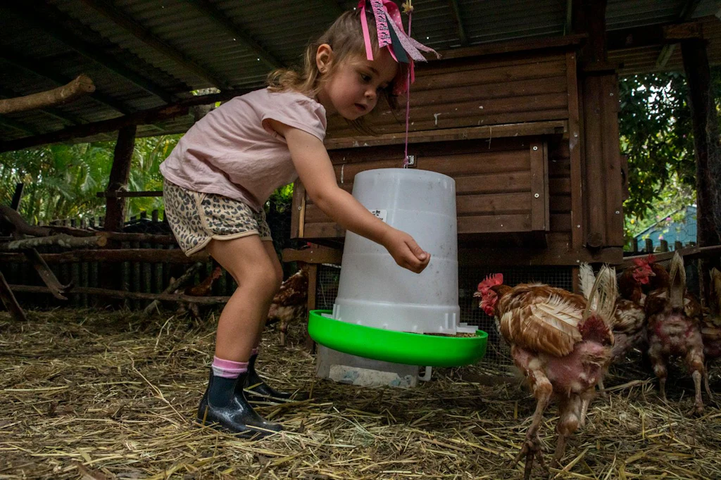 'Til The Cows Come Home Hen Rescue