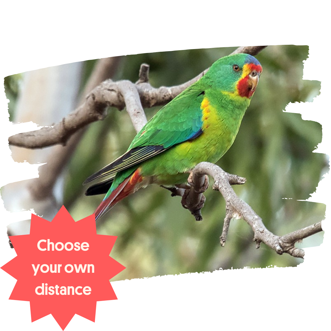 Nature Walk Challenge 2024 Home