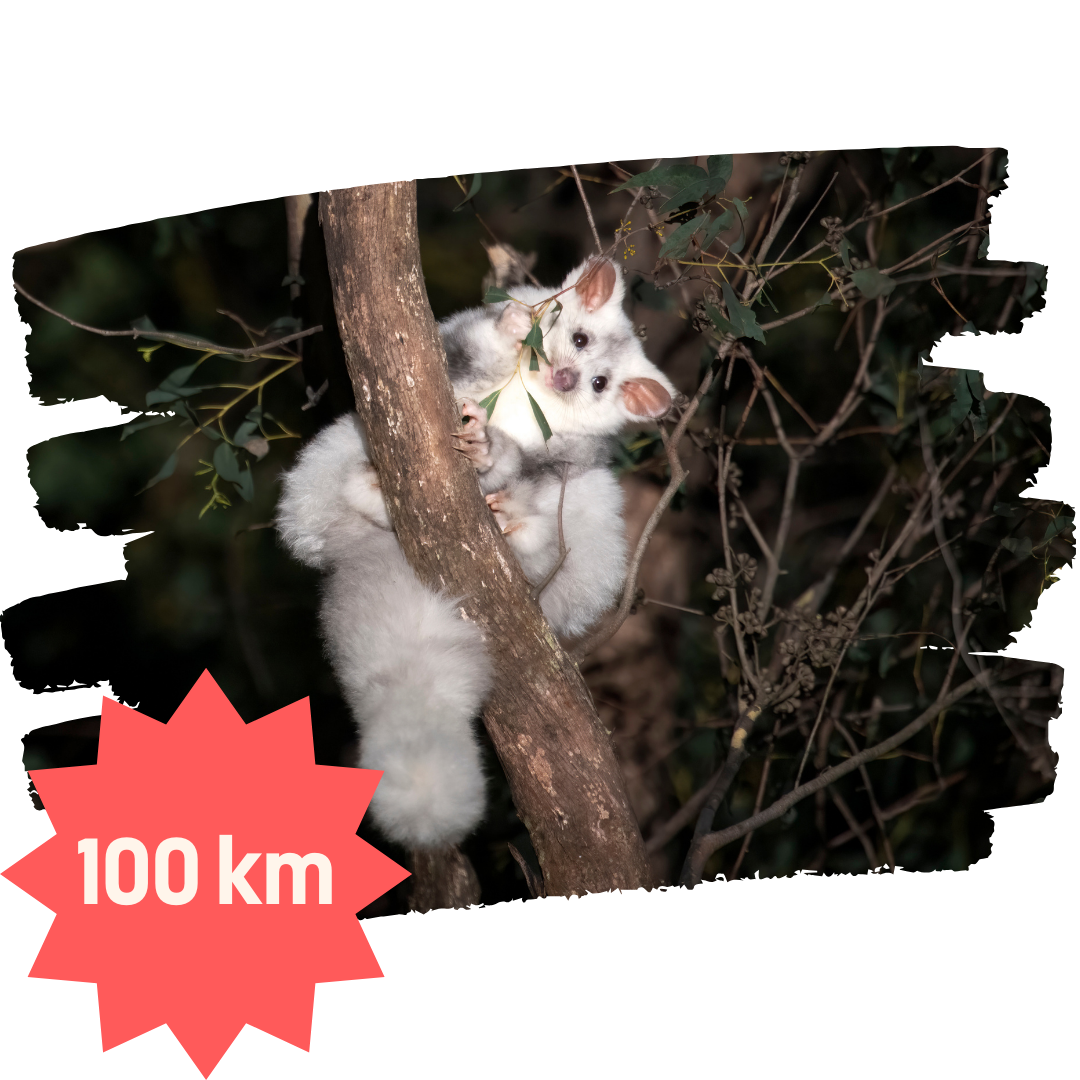 Nature Walk Challenge 2024 Home