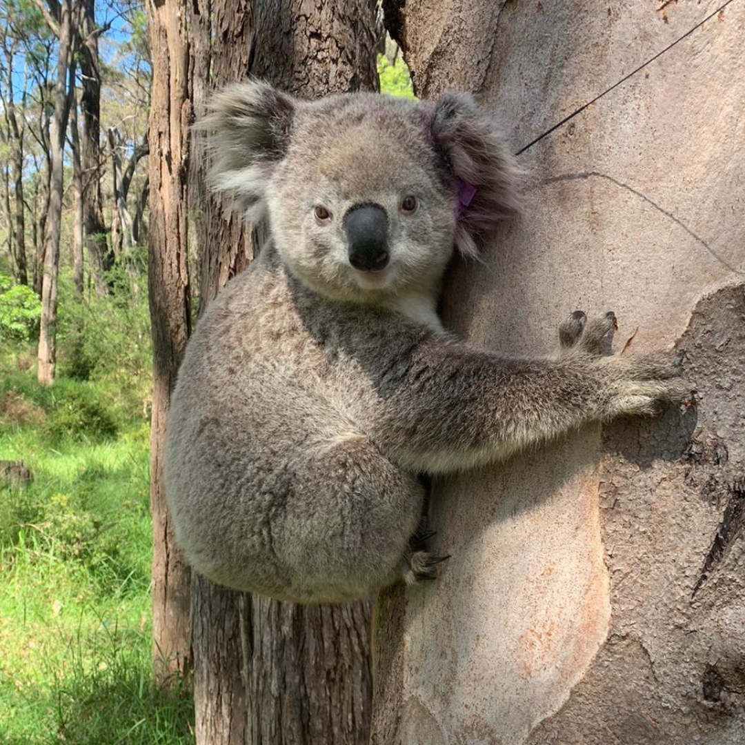 Adopt a Koala