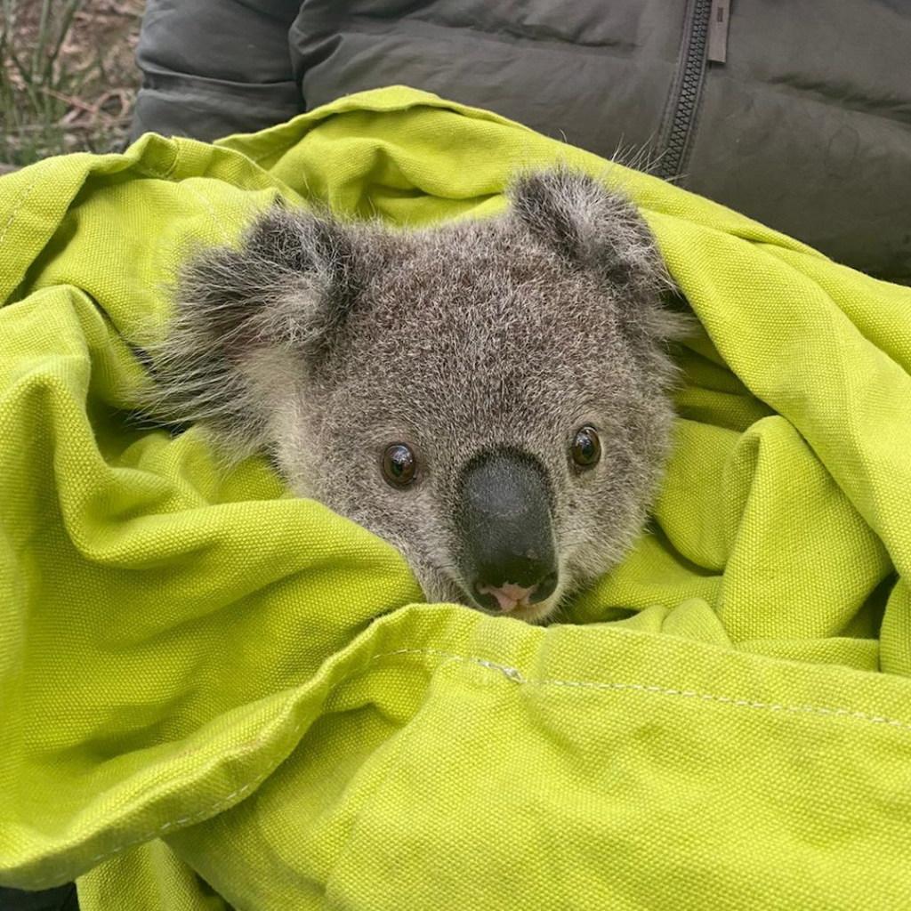 Adopt a Koala
