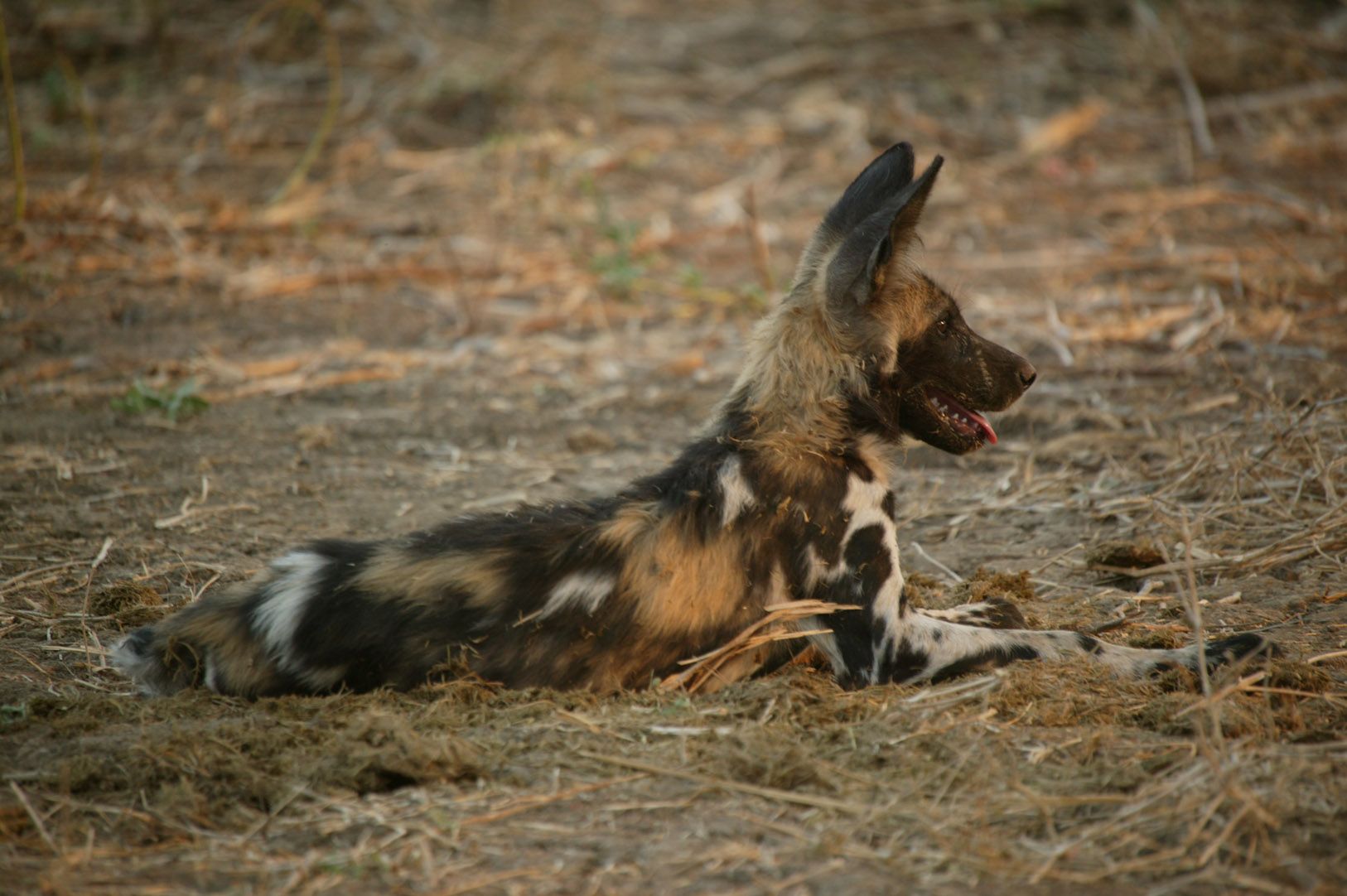 Science For Wildlife