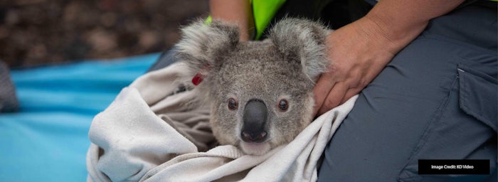 Australia's efforts to bring koalas back from the brink of