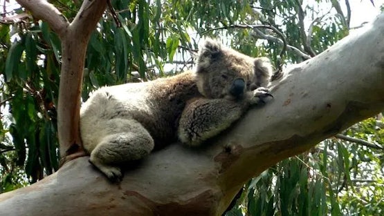 National Koala Genome Project