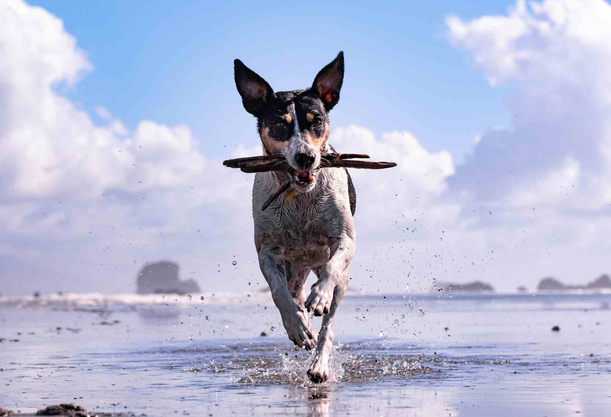 Photo of a dog running on the beach with a collection of sticks